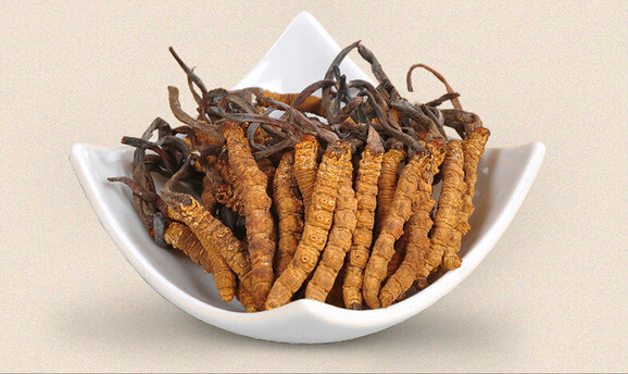 cordyceps sinensis ถังเช่า