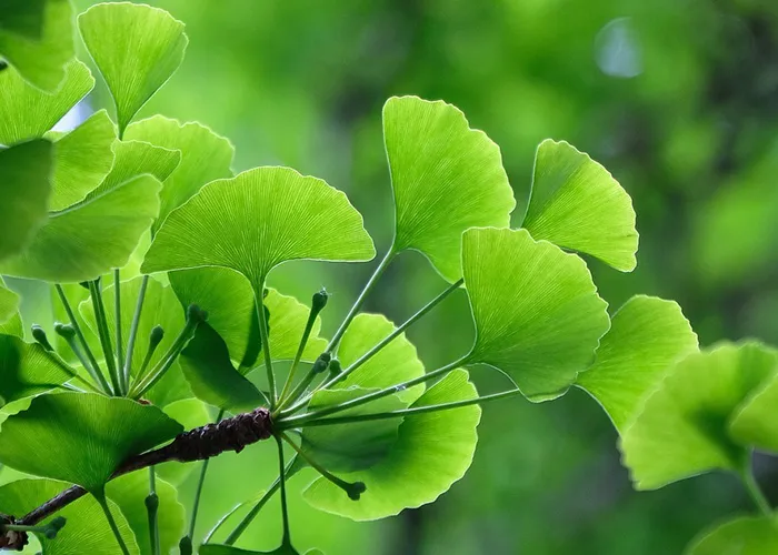 ใบแปะก๊วย (Ginkgo leaf)